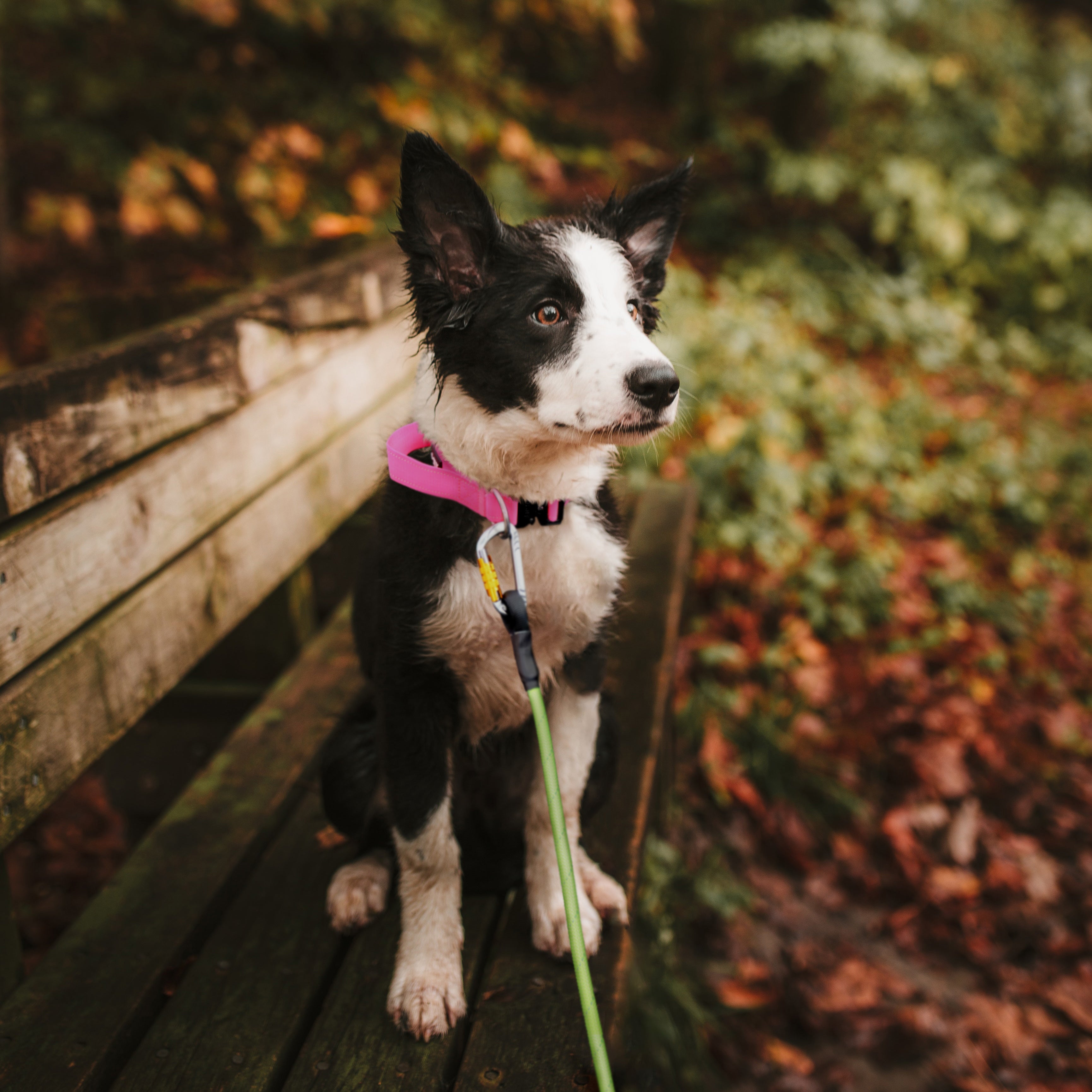 carabiner clip dog leash