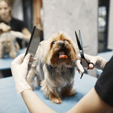 Dogsbody Grooming Scissors Kit