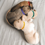 Identi-Pet flexible and adjustable collars used to identify each little puppy or kitten in a litter