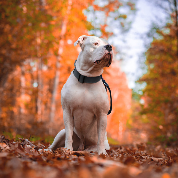 K-9 Combat Cip Dog Collar being worn by a white Staffordshire Bull Terrier