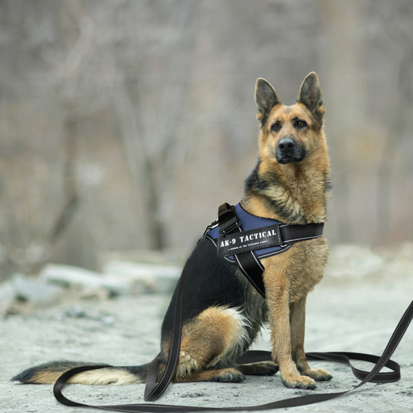 German Shepherd Julius K9 Harness Front Clip IDC® Front Control Y