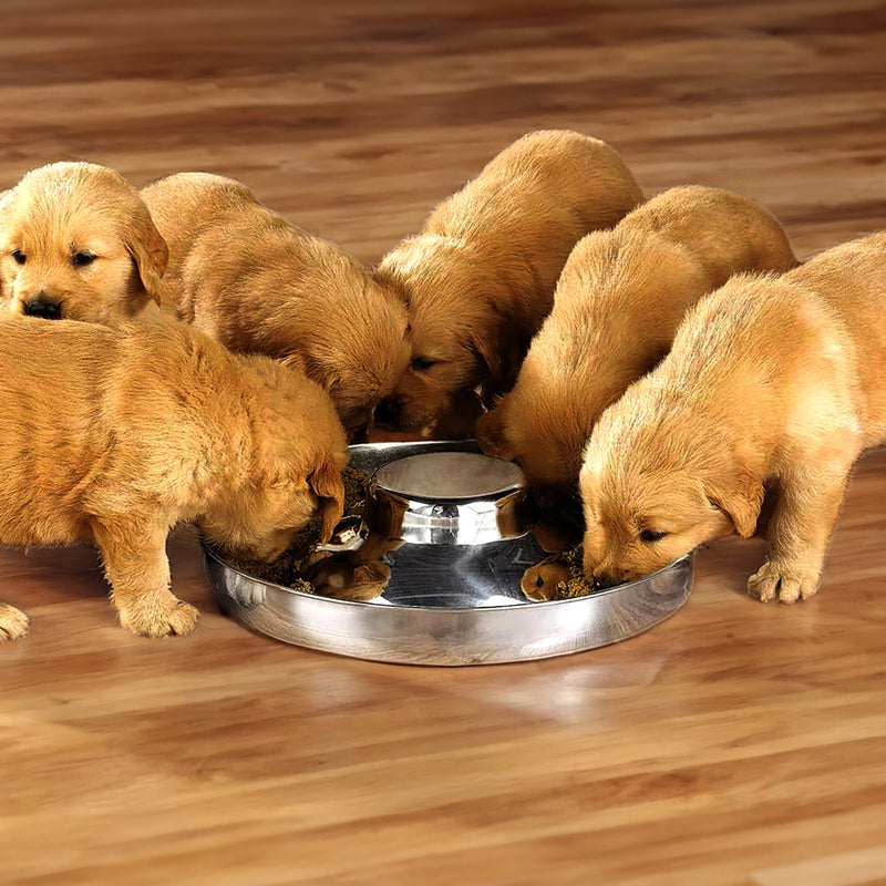 Hungry Henry Litter Feeding Bowl