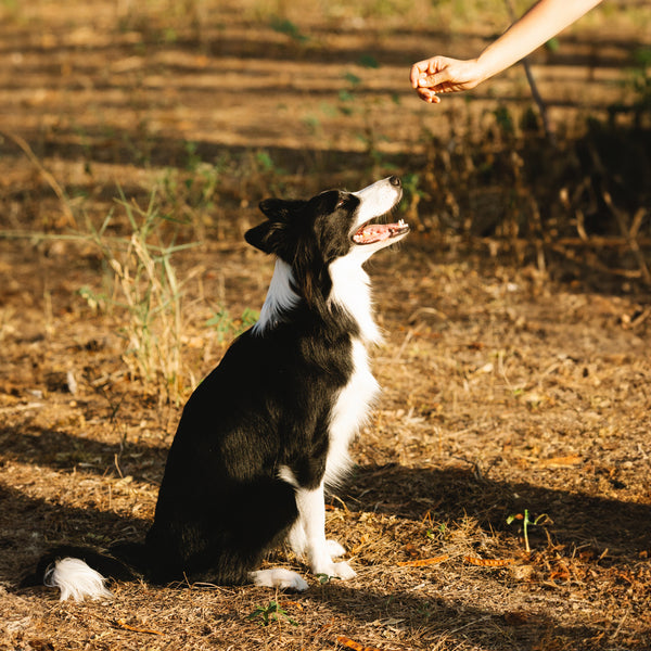 Treats+ Immune Functional Treats