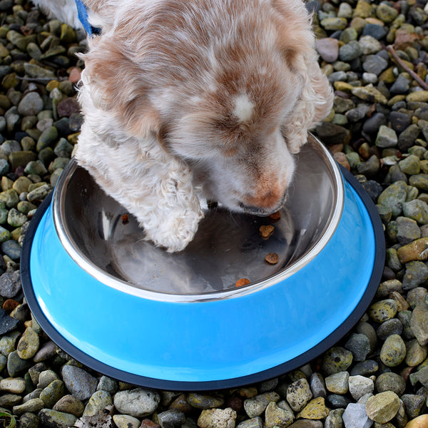 Hungry Henry Feeding Bowl Showing Dog Eating Food